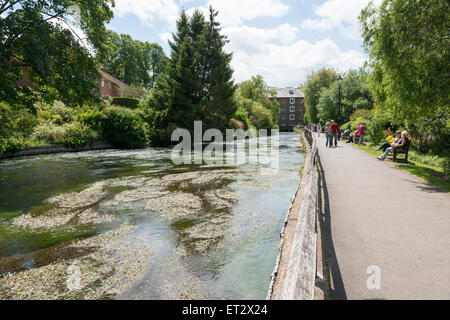 L'Itchen River à Winchester en été avec des gens qui marchent le long de la rivière et les jardins des chemins Banque D'Images