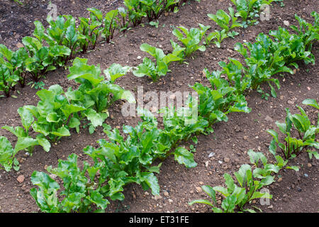 Les jeunes plants de betterave dans les rangées plantées dans un jardin potager Banque D'Images