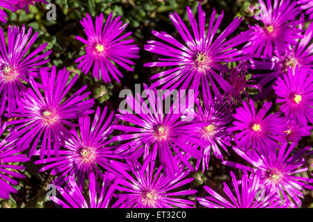 Hardy ice plant, Delosperma cooperi Banque D'Images