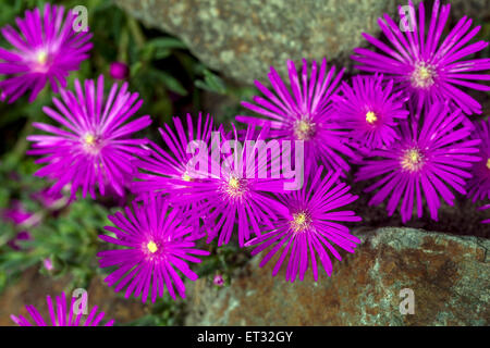 Hardy ice plant, Delosperma cooperi Banque D'Images