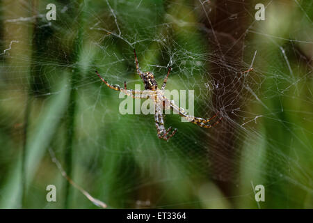 St Andrew's Cross Spider dans la pluie Banque D'Images