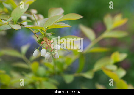 Vaccinium corymbosum. Fleurs de bleuet Banque D'Images