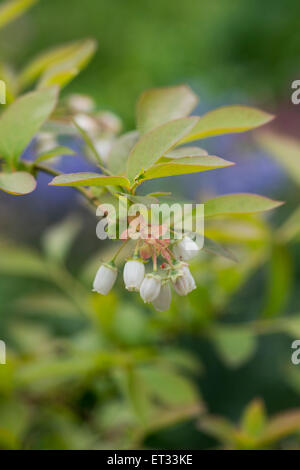 Vaccinium corymbosum. Fleurs de bleuet Banque D'Images