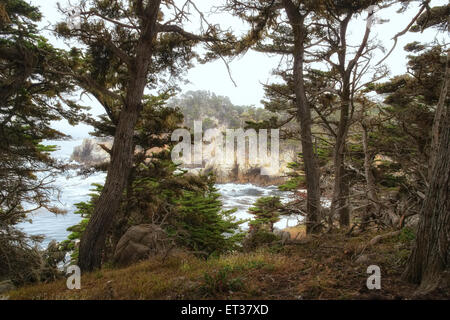 Obscurité de la forêt conte sur la côte Pacifique de la Californie Banque D'Images