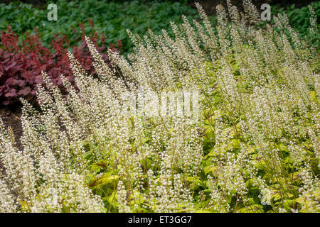 Bordure de jardin ombragé cloches mousseuses Heucherella 'feu de stop' Heucherellas fleurs Heucherella jaune feuillage Flower Bed Airy White Flowers Spring Banque D'Images