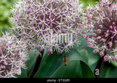 Allium carataviense fleur abeille volant miel Banque D'Images