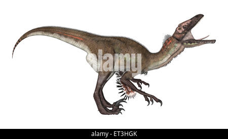 Rendu 3D d'un dinosaure utahraptor isolé sur fond blanc Banque D'Images
