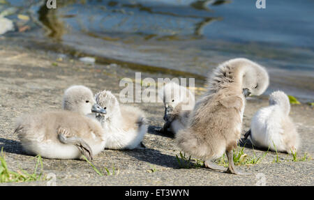 Famille de Blanc Cygne muet cygnets (Cygnus olor) assis sur le sol à côté d'un lac en été dans le West Sussex, Angleterre, Royaume-Uni. Banque D'Images