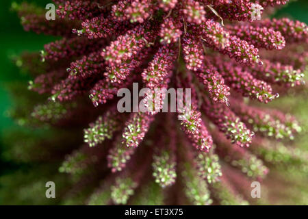 Gonnera manucata géante connue sous le nom de rhubarbe géante brésilienne, rhubarbe géante ou nourriture de dinosaure, inflorescence fleur de rhubarbe ornementale Banque D'Images