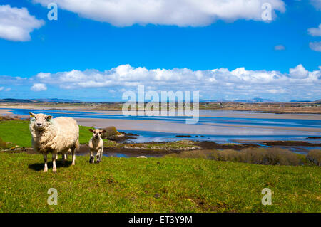 Printemps des agneaux et brebis dans le comté de Donegal Ardara Ireland Banque D'Images