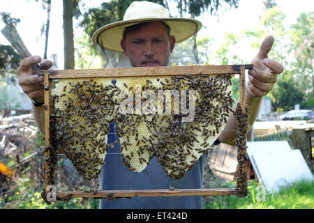 Berlin, Allemagne, les apiculteurs professionnels contrôle un brood comb sa colonie Banque D'Images