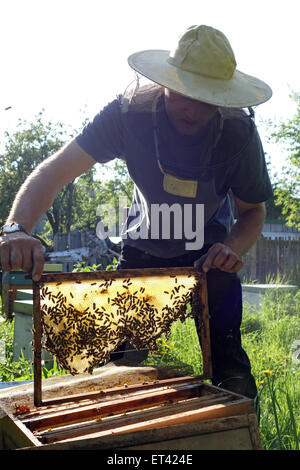 Berlin, Allemagne, les apiculteurs professionnels contrôle un brood comb sa colonie Banque D'Images