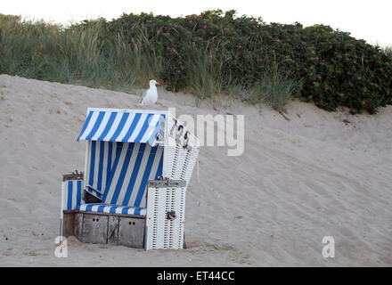 Sylt, Allemagne, Gull assis sur une chaise de plage Banque D'Images