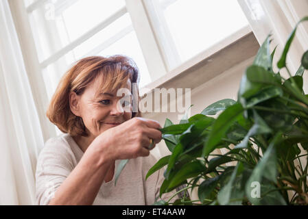 Senior woman examinant les feuilles des plantes, Munich, Bavière, Allemagne Banque D'Images