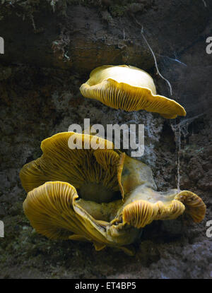 Champignons sauvages, Mt. Tamalpais State Park Banque D'Images