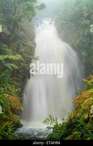 Route Blanche Randonnée cascades de Waimea, Hawaii Banque D'Images