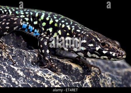 Lézard des murailles (Podarcis maltais filfolensis laurentiimuelleri) Banque D'Images