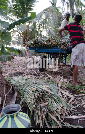 Les hommes charger un panier pour le transport lors de la récolte de la canne à sucre dans la région de Hampi, Inde Banque D'Images