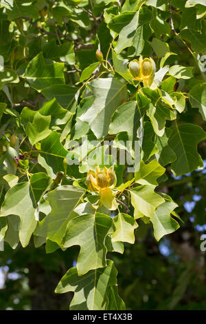 Fleurs et feuillages de l'hardy, Liriodendron tulipifera tulipier Banque D'Images