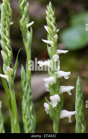 Fleurs d'automne de l'orchidée parfumée mesdames tresses, Spiranthes cernua var. odorata 'Chadds Ford' Banque D'Images