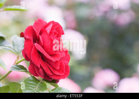 Rosa 'Cumberland'. La ligne rose rouge. Banque D'Images