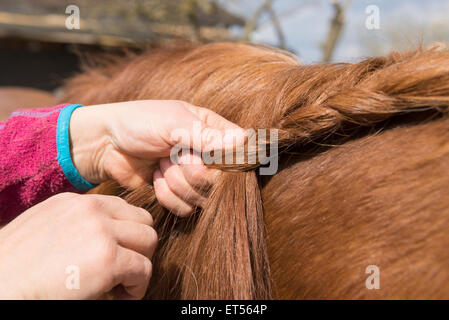 Woman's hands en tresses de cheveux de cheval Bavaria Allemagne Banque D'Images