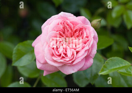 Rosa 'Paul Transon'. Rosier grimpant. Banque D'Images