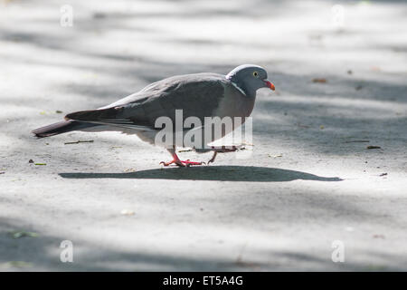 Profil d'un Pigeon gris seul se tenant sur le macadam Banque D'Images