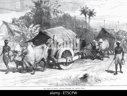 Vue générale La famine au Bengale Bullock Hackeries pour transporter le grain ; l'ouest du Bengale en Inde ; Banque D'Images