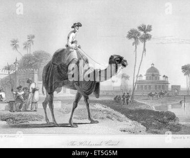 Hirkarra Camel ; Inde Banque D'Images