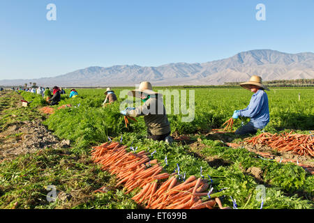 Les ouvriers agricoles hispaniques récoltent des carottes biologiques. Banque D'Images