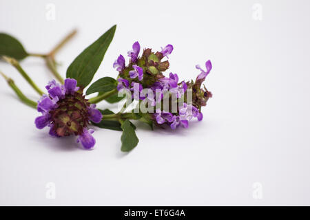 L'auto-guérir avec des plantes fleurs sur fond blanc Banque D'Images