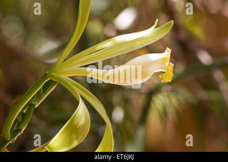 Close-up of Vanilla planifolia plante et fleurs Banque D'Images