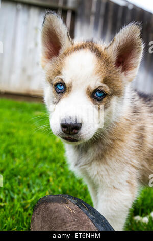 Alaskan Husky Chiots jouant en cour Banque D'Images