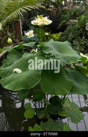 Jardins botaniques royaux de Kew, Princess of Wales conservatory, fleur de lotus - Londres, Royaume-Uni, Europe Banque D'Images