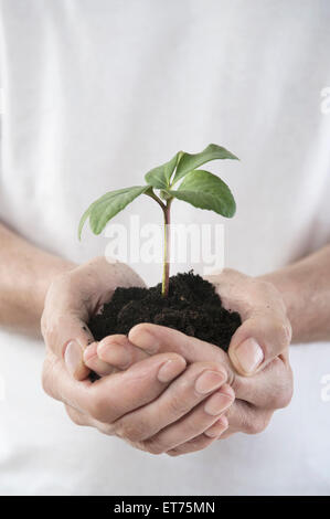 Man's hands holding une plantule, Bavière, Allemagne Banque D'Images