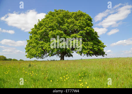 Chêne à Spring, Kent, Angleterre, Grande-Bretagne, Royaume-Uni. Quercus fagaceae. Entourée contre le ciel de Quercus robur. Chêne commun. Banque D'Images