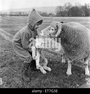 Agneaux de Noël. Au bas de la ferme de seigle, Otford, dans le Kent, au début les agneaux sont en train de naître. 3 sont nés à ce jour et de nombreuses autres sont attendues avant Noël. Les bergers Maître Richard Wickens fils âgés de 3 ans est enchanté de l'agneaux et les porte et animaux domestiques Banque D'Images