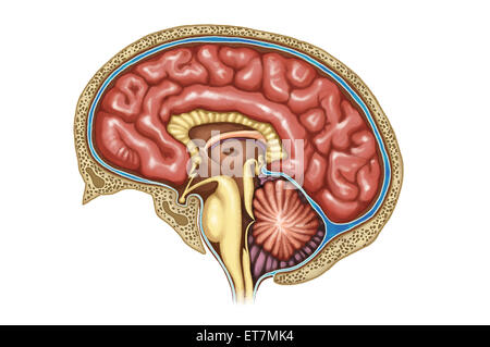 Le cerveau, les organes, Banque D'Images
