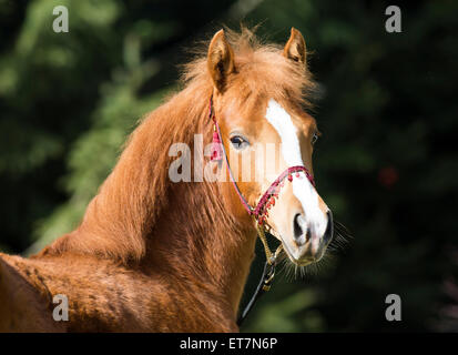 Pouliche arabe, Portrait Banque D'Images