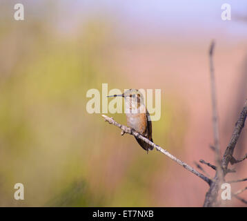 (Le colibri Selasphorus rufus) féminin, Dead Horse Point State Park, Canyonlands National Park, Île dans le ciel, de l'Utah Banque D'Images