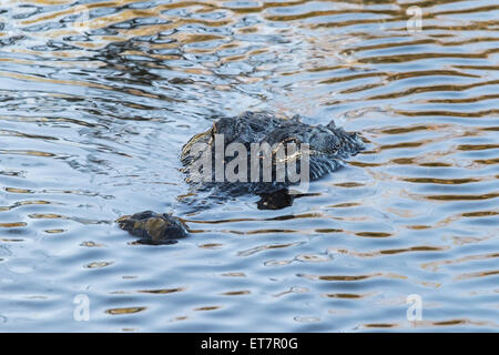 Alligator Alligator mississippiensis), (parc national des Everglades, Florida, USA Banque D'Images