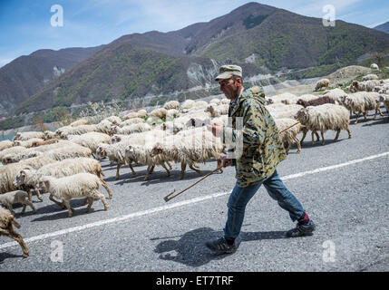 Déménagement troupeau de moutons en Géorgie Banque D'Images