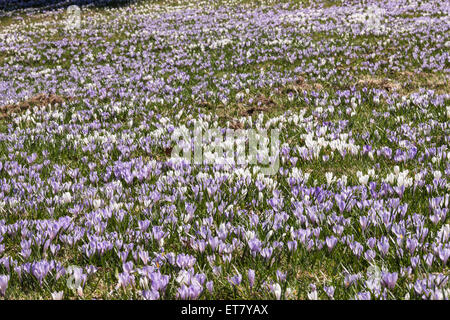 High angle view of purple crocus fleurs dans un jardin, Hochsiedelalpe, Bavière, Allemagne Banque D'Images