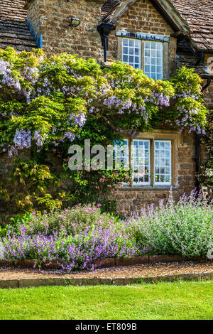 Wisteria sinensis chinois autour de la floraison d'une fenêtre à meneaux Georgian Lodge. Banque D'Images