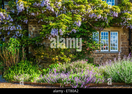 Wisteria sinensis chinois autour de la floraison d'une fenêtre à meneaux Georgian Lodge. Banque D'Images