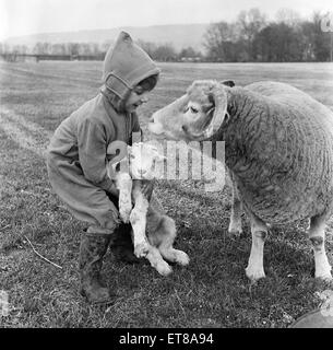 Agneaux de Noël. Au bas de la ferme de seigle, Otford, dans le Kent, au début les agneaux sont en train de naître. 3 sont nés à ce jour et de nombreuses autres sont attendues avant Noël. Les bergers Maître Richard Wickens fils âgés de 3 ans est enchanté de l'agneaux et les porte et animaux domestiques Banque D'Images