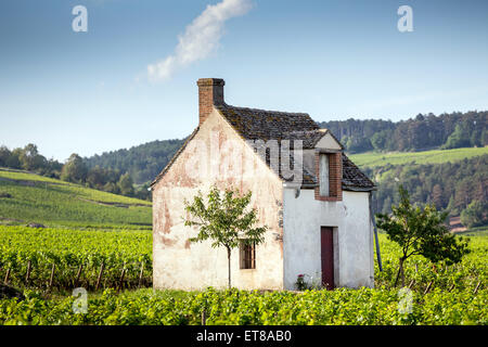 Grand cru et premier cru les vignes en Côte de Beaune, bourgogne, France, Europe Banque D'Images