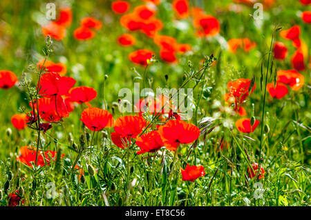 De plus en plus des coquelicots sauvages dans le champ d'orge d'hiver - France. Banque D'Images