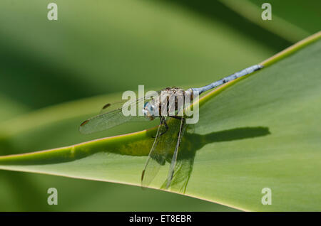 Skimmer carénées mâle, Orthetrum coerulescens, Andalousie, Sud de l'Espagne. Banque D'Images